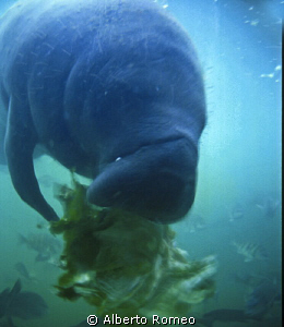 Normally Manatee eats aquatic plants, but also they eats ... by Alberto Romeo 